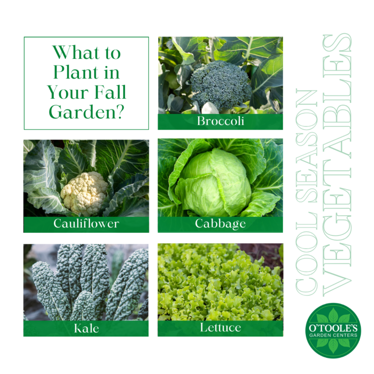 Cool-Season Vegetables - What to Plant in my garden Fall Edition