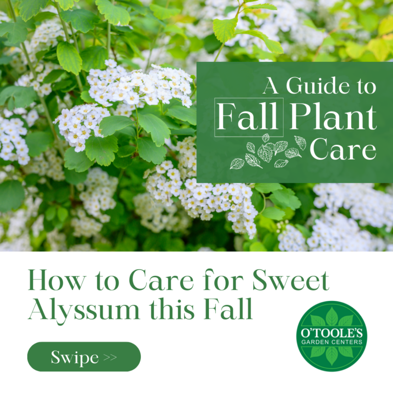 Sweet Alyssum - Guide To Fall Plant Care template (1)